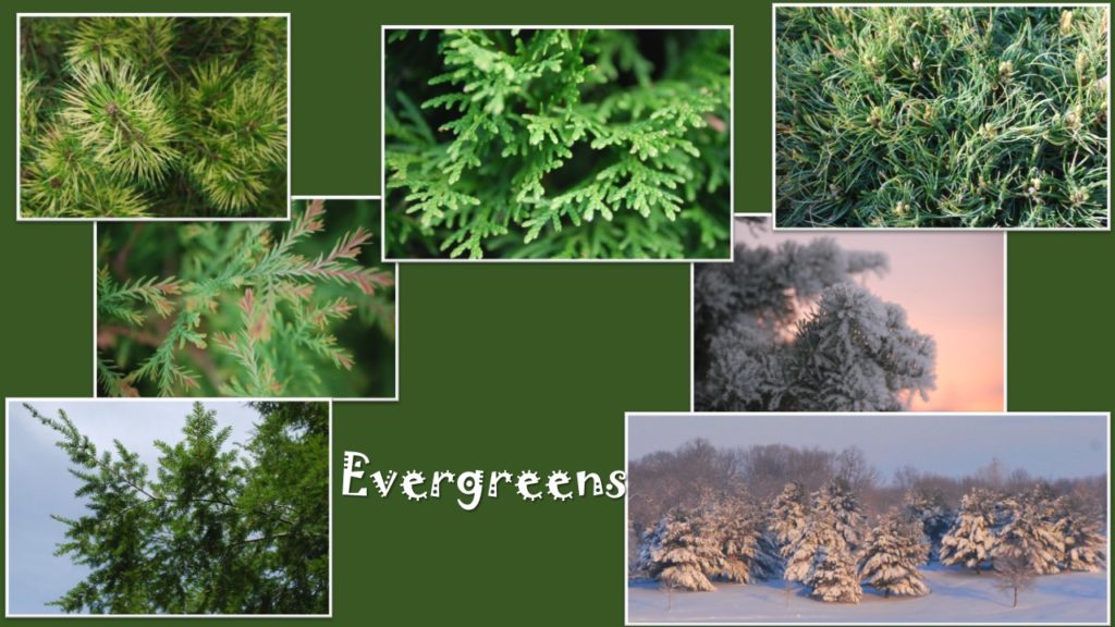 Evergreens