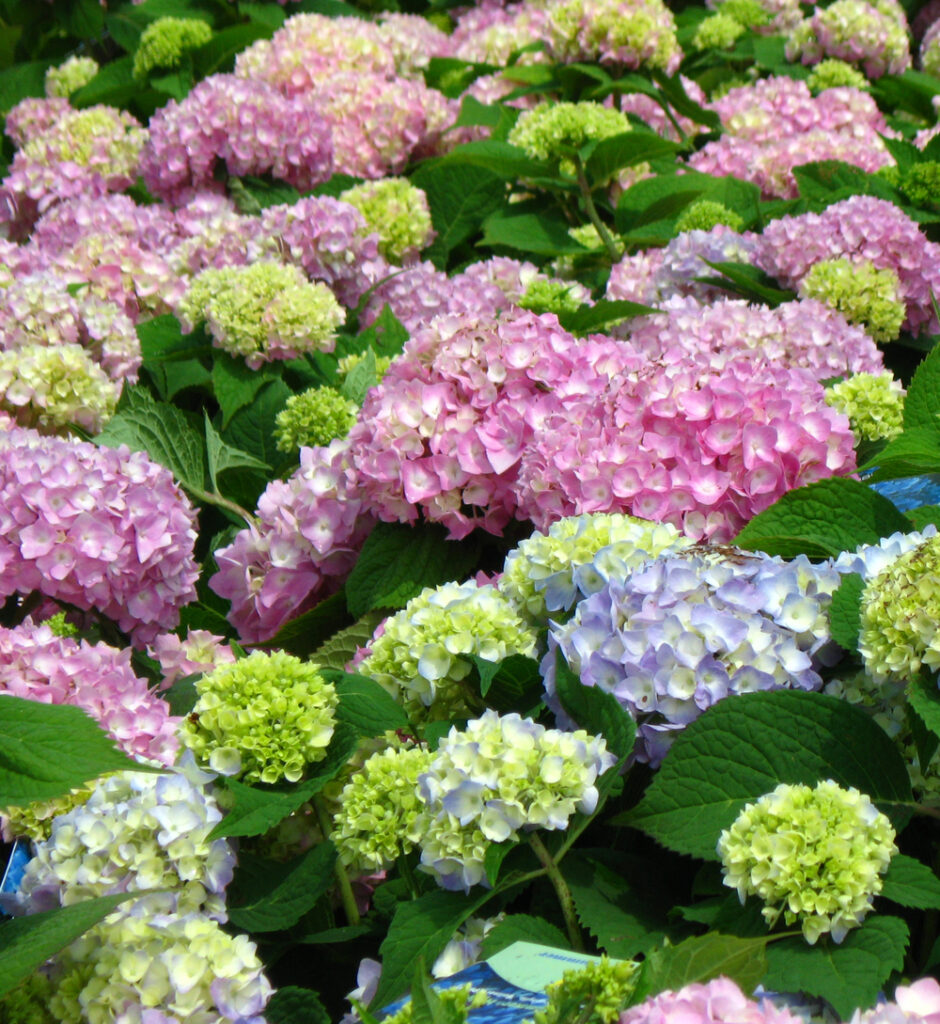 Growing Colorful Hydrangeas | Blooms Garden Center & Gift Shop