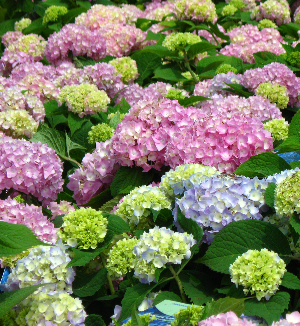 Choosing the right Hydrangea | Blooms Garden Center & Gift Shop